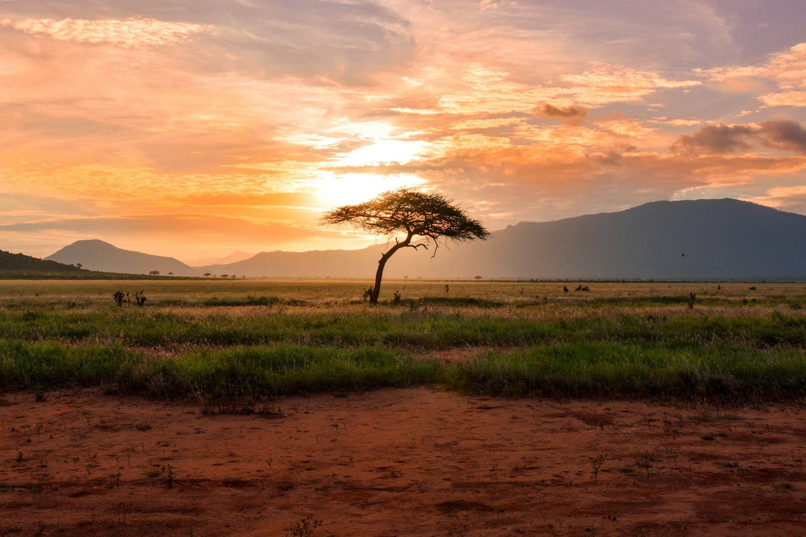 Elephants in Tarangire